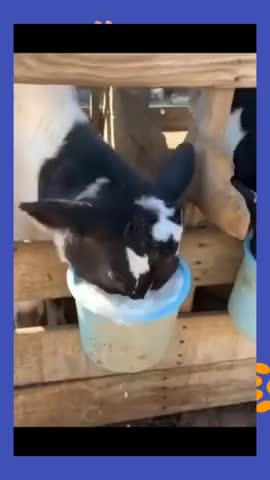 Watch the pets and their beauty 😍 😘