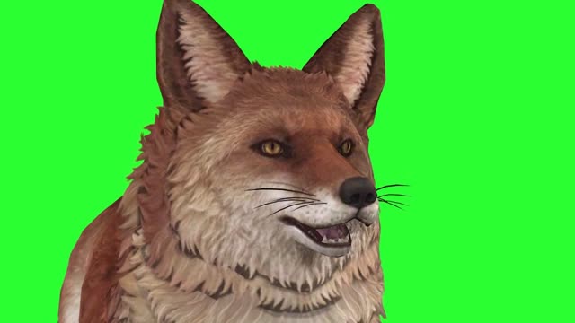 green screen gray key fox animal walking composite display