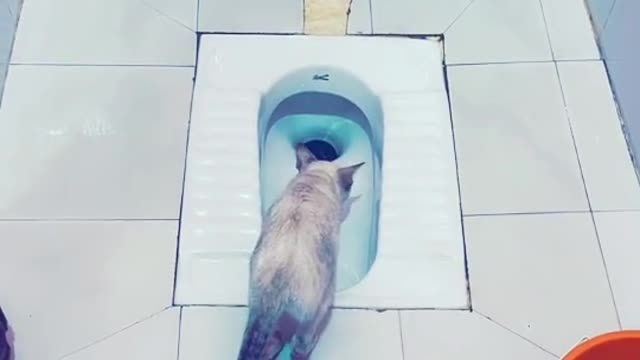 SMART CAT