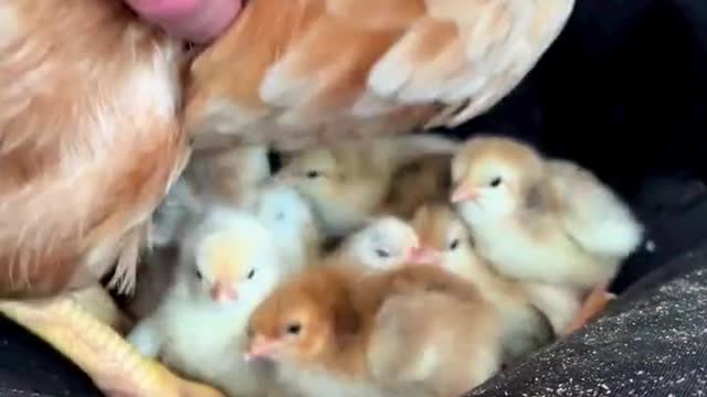 How many chicks are under the hen