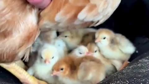 How many chicks are under the hen