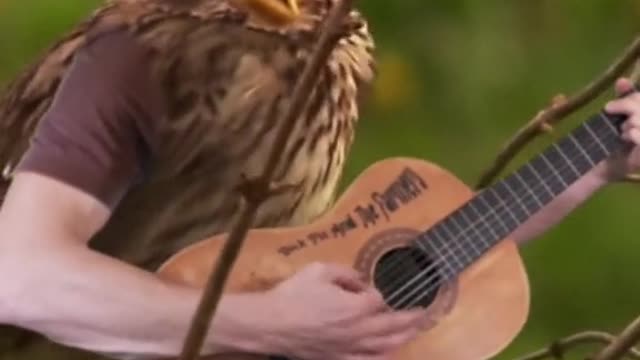 If Birds Have Arms (part:4)