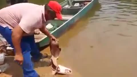 Fishing piranhas in Brazil with meat