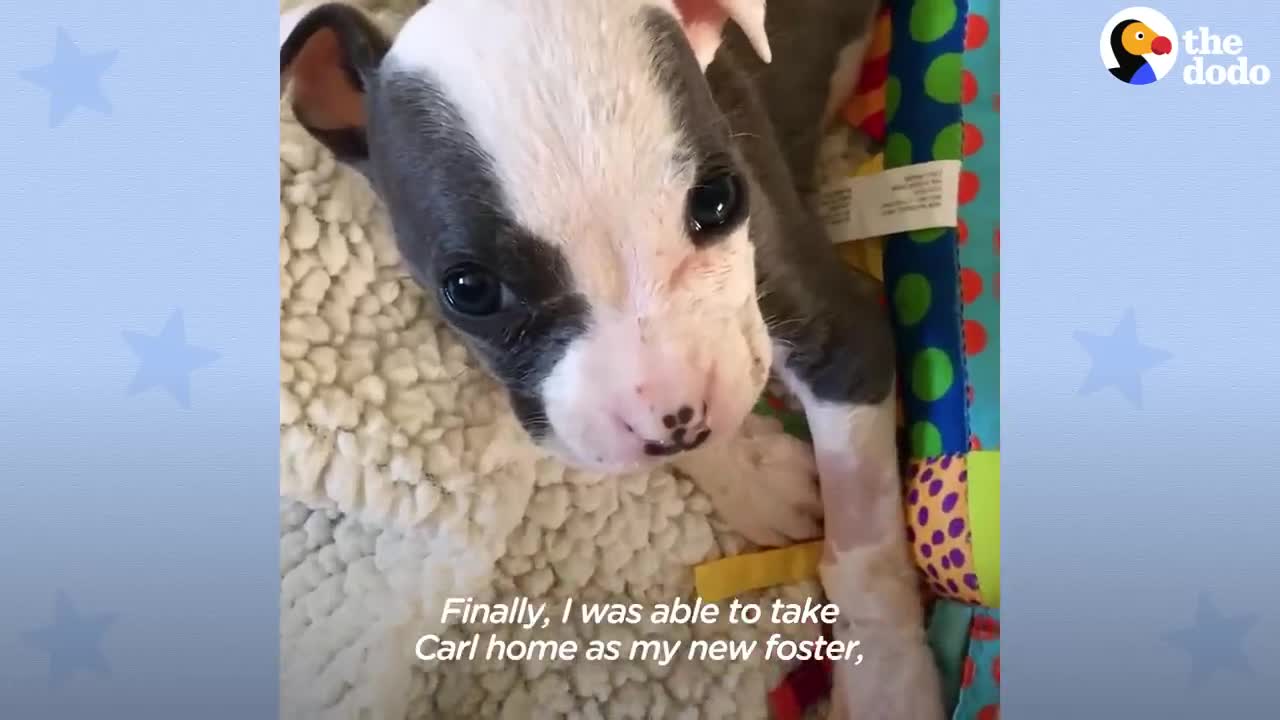 2-Pound Puppy Grows Up To Be A Meatball | The Dodo Pittie Nation