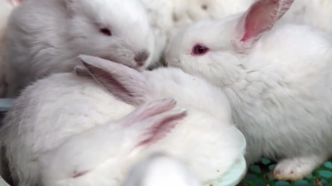 funny animals
