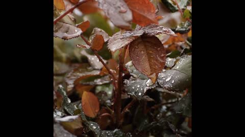 Rain in jungle