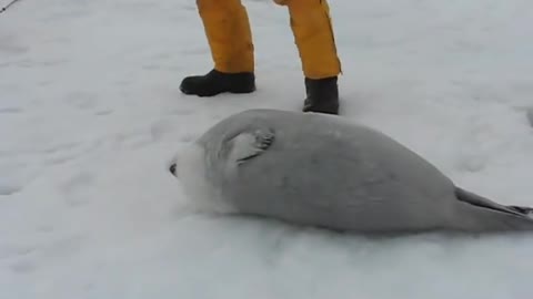 Helping a stuck seal