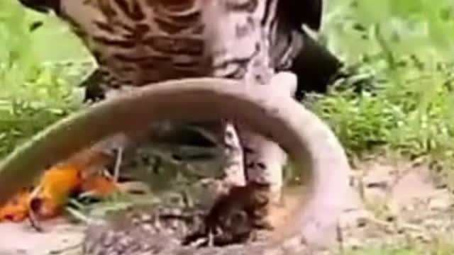 Eagle Caught The Snake | Birds