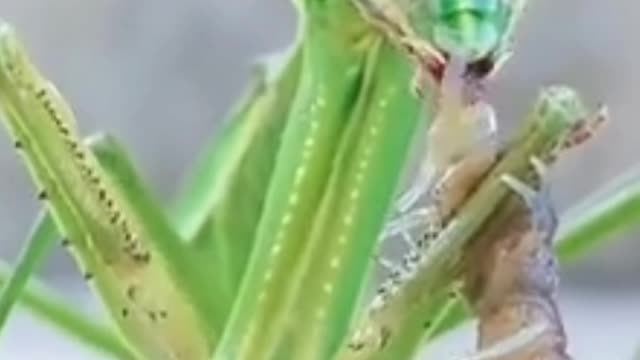 Do you see the mantis eating like this