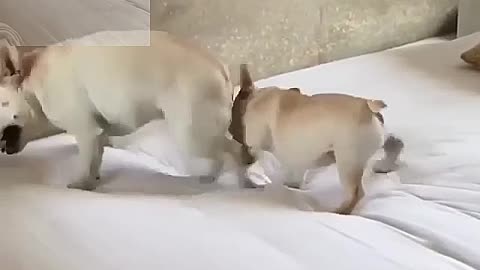 Dog playing with baby dog