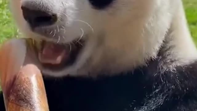 giant panda