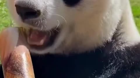 giant panda