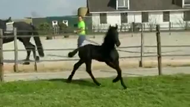 cute foal galloping majestically