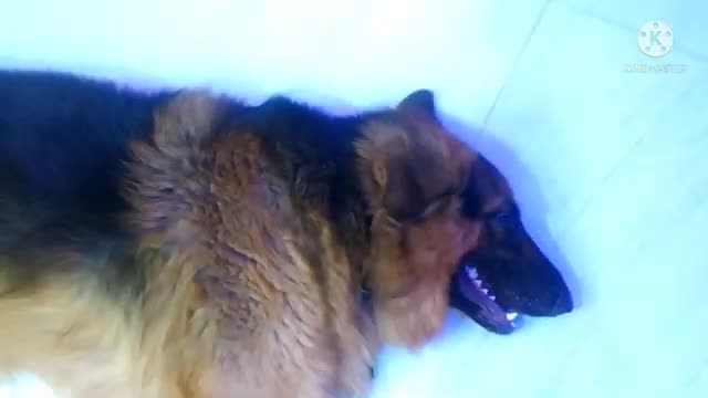Shepherd show his aggresion to his owner dog videos funny dog video