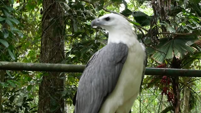 Very cool video of a beautiful falcon in a cage