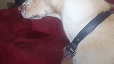 Dog howling at tv