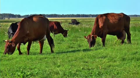 Cow with itchy face seeks help from her human friend Nice