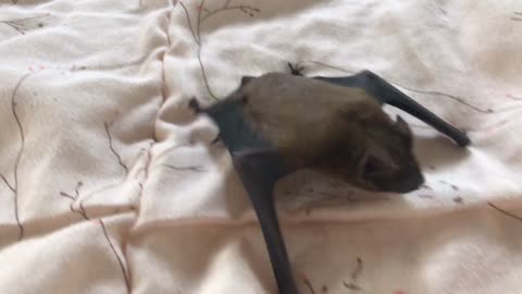 bat crawling on a blanket