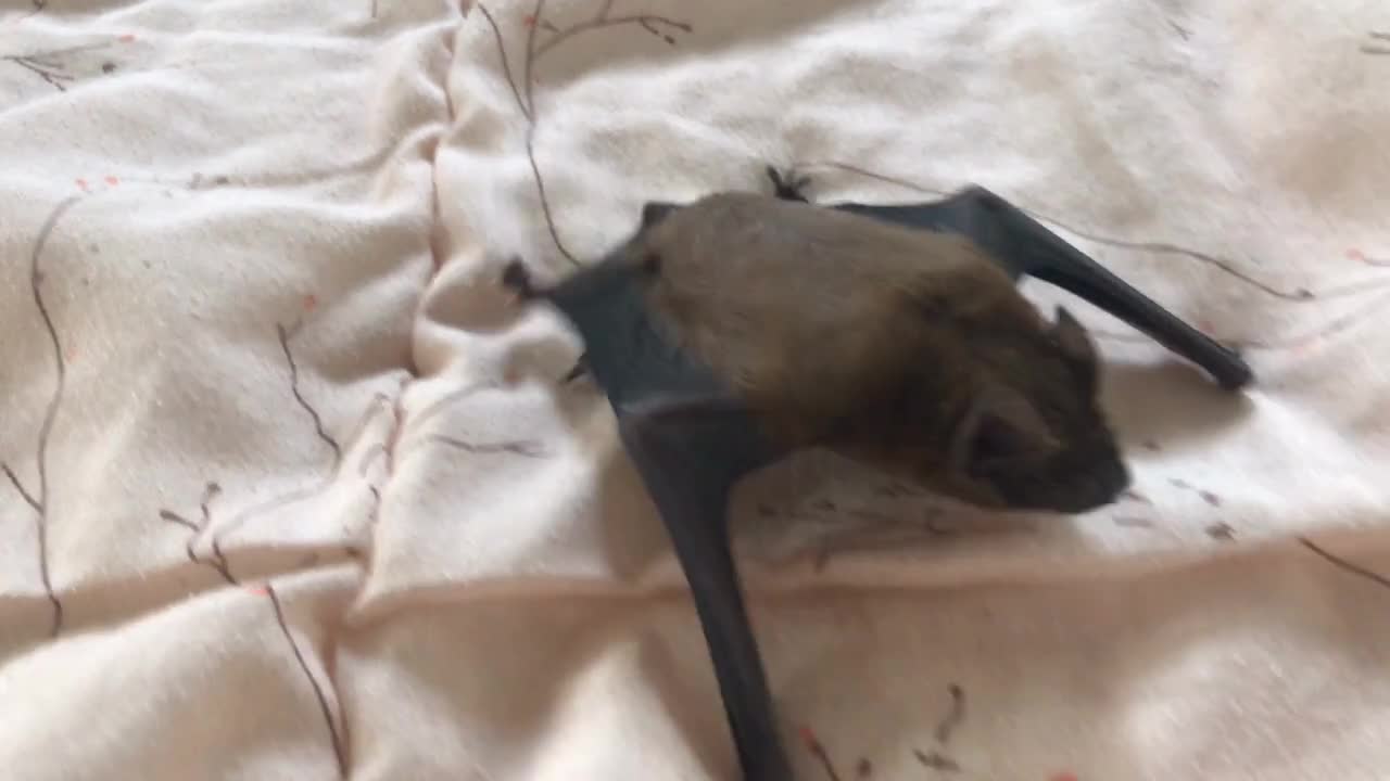 bat crawling on a blanket