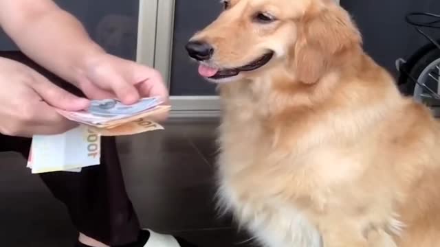 cute puppy video