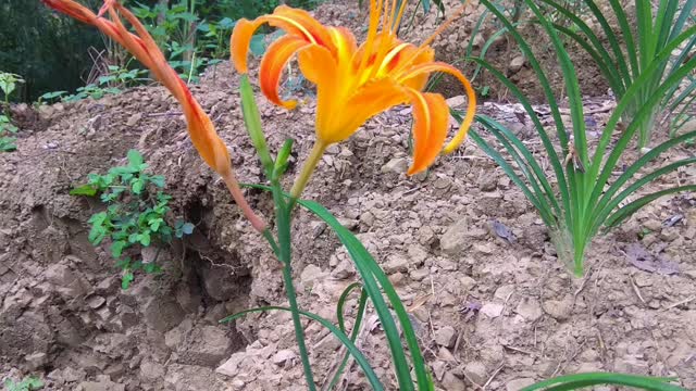 金針花苗 開花了 Orange daylily