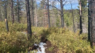 Hiking Through Burnout Connector Section of Whychus Creek Trail – Central Oregon