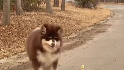 The puppy says, I will never intimidate your child again, hahaha.