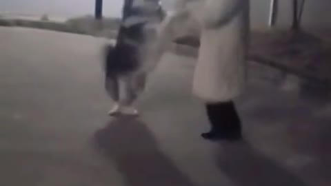 I can dance a pas de deux #fyp #dog #puppy #cute #clever #pet