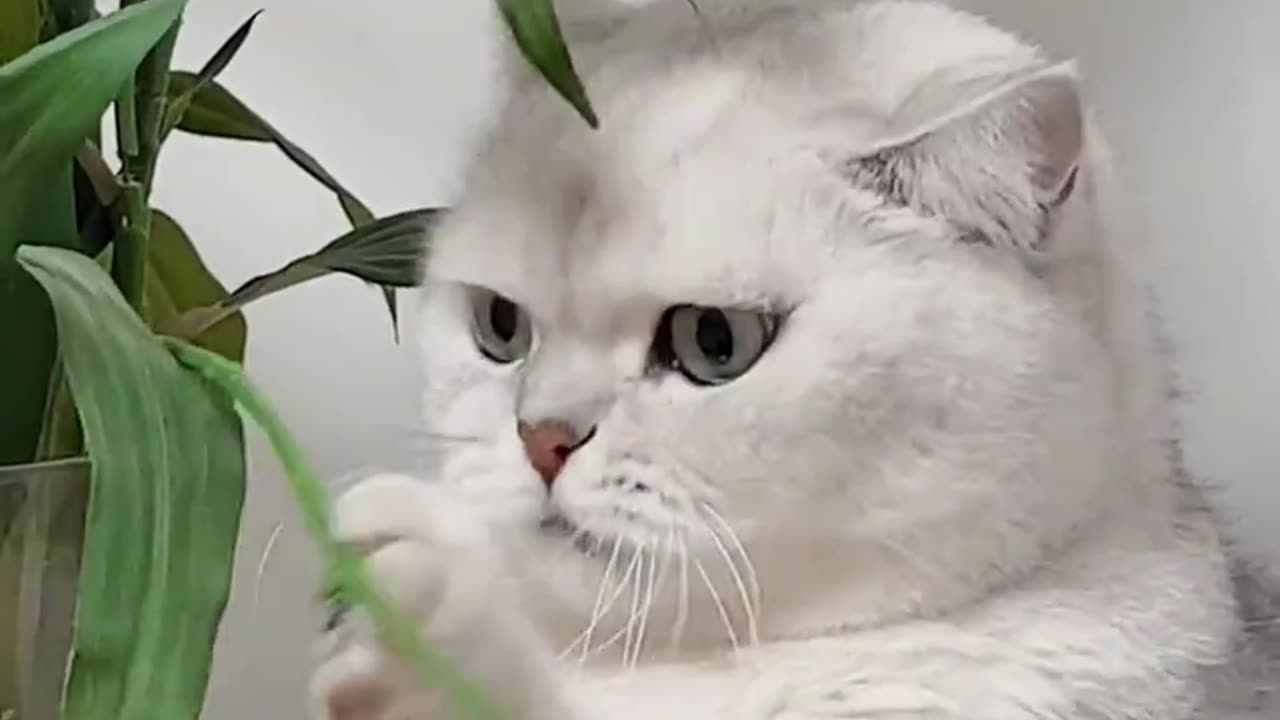 At this time, a prince was elegantly thinking about the fake flowers #cutepetdebuttrainee #cute