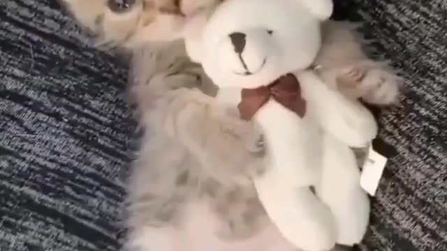 Cute cat playing with little teddy bear in sofas