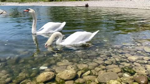 Two beautiful swans