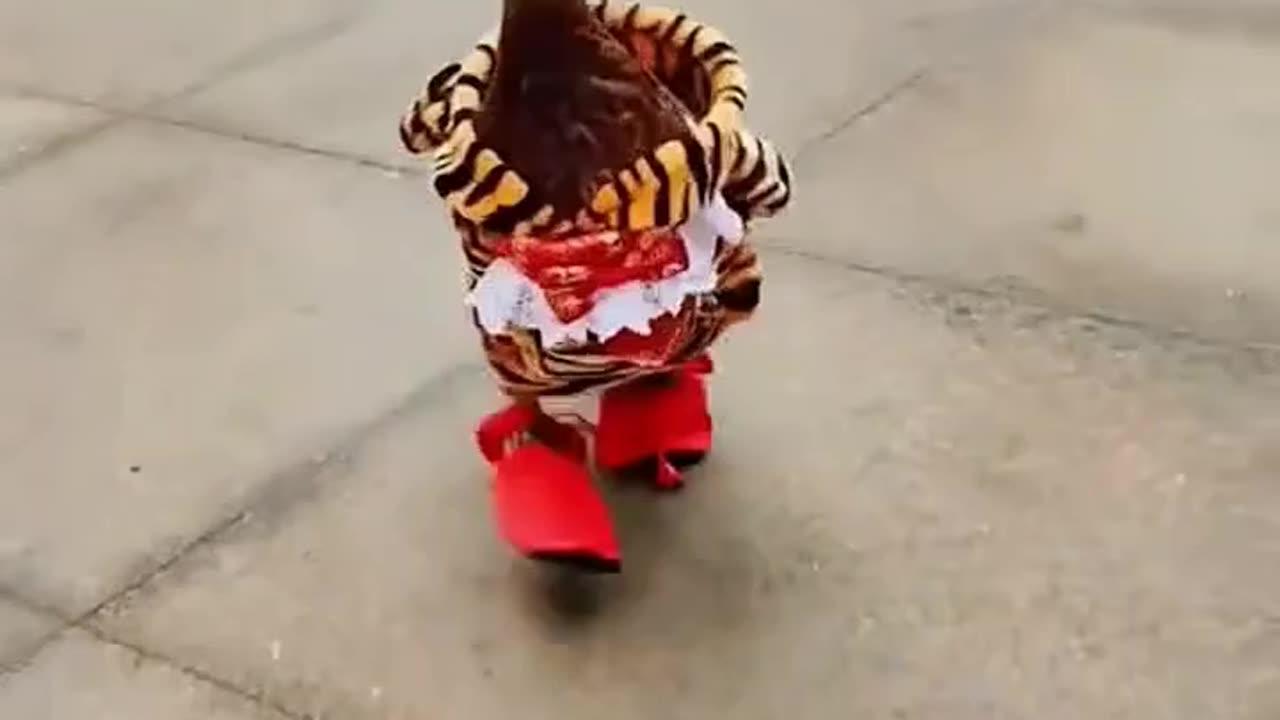 Funny animal vedio part-3