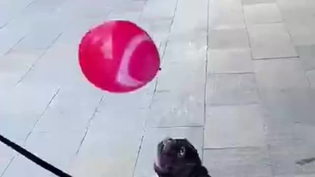 Make Your Day with Dog EP # 78 #shorts #Dogcompilation
