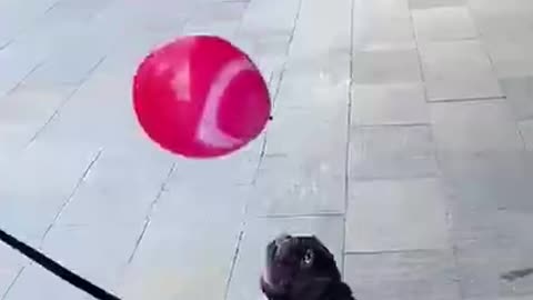 Make Your Day with Dog EP # 78 #shorts #Dogcompilation
