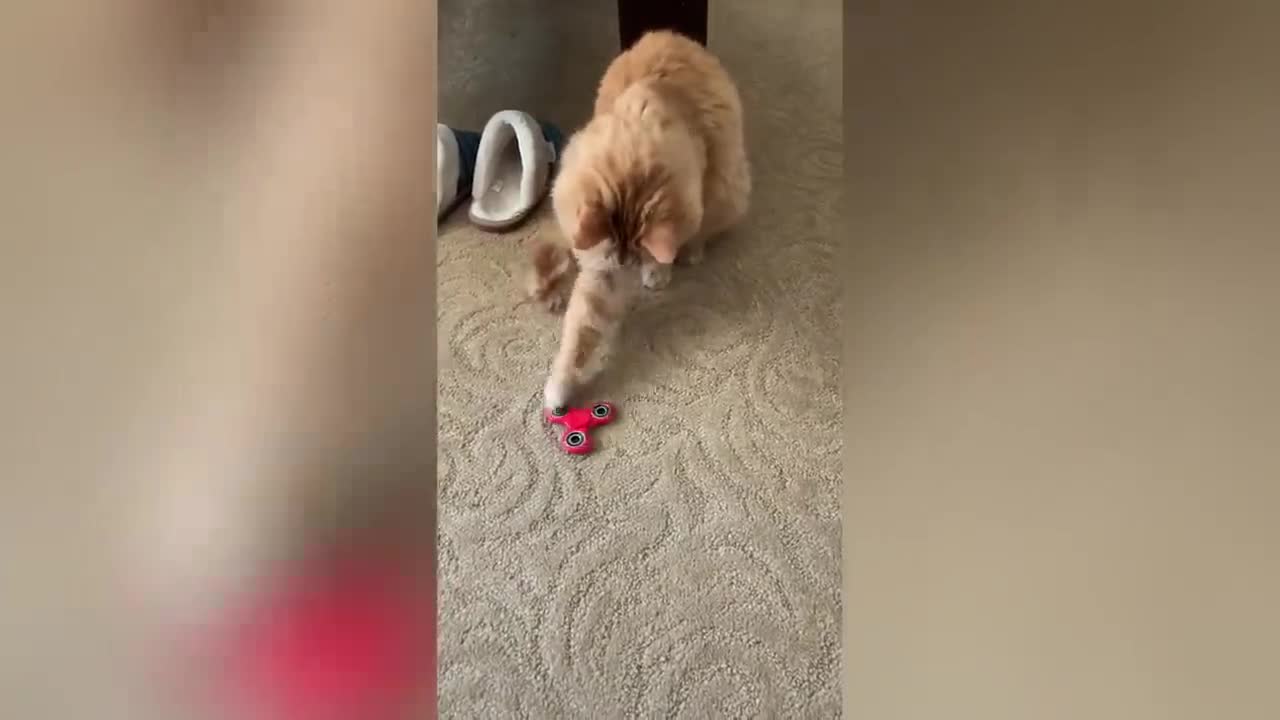 Cute and Funny Cat Videos to Keep You Smiling in day
