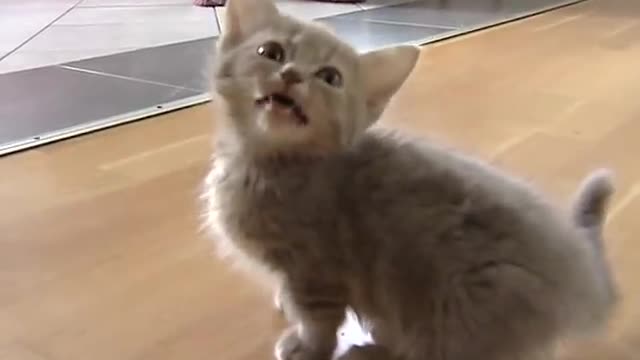 Cute munchkin baby kitten talks to much funny videos