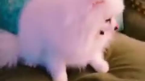 20181124 视频