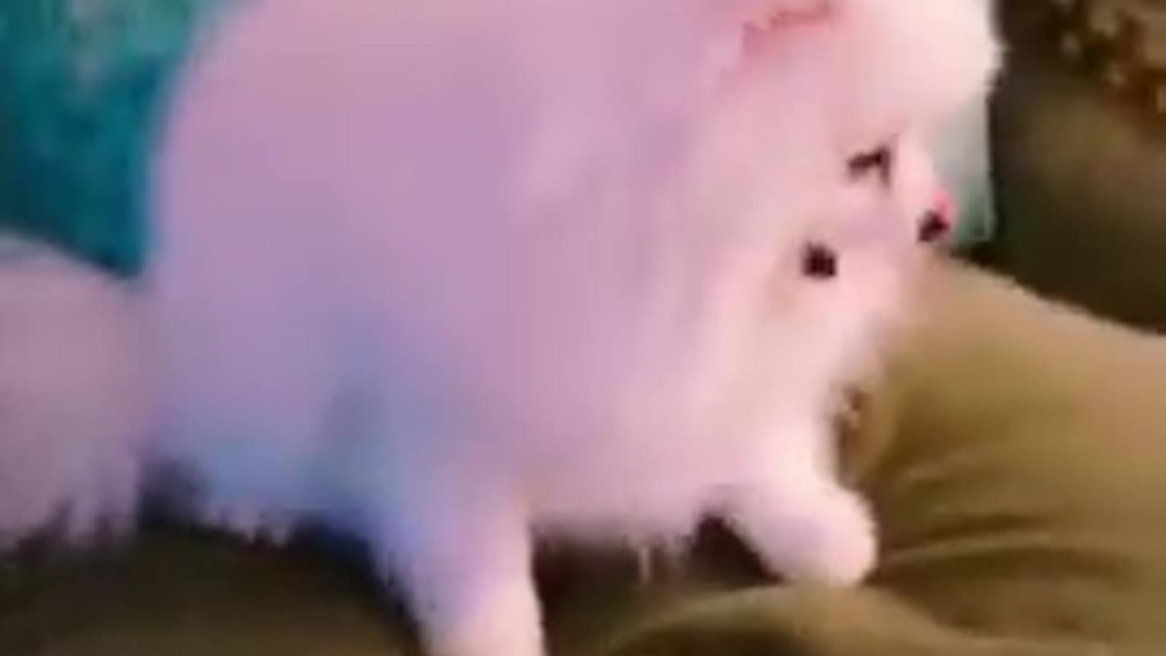 20181124 视频