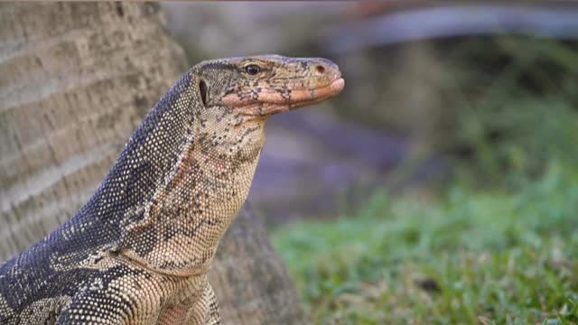 Komodo Dragon Sticking Tongue Out,Komod,Dragon,Dragon tongue out,Animals