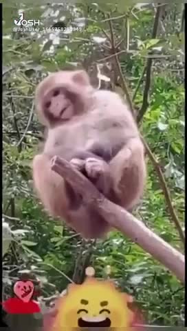 The cool lady rides the donkey |. funny video |2022