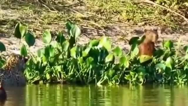 Animal Funny Scene