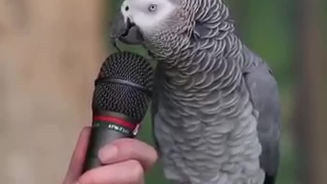 Einstein Parrot Talking Amazing