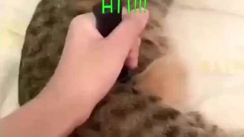 Kitty Gets Backstabbed