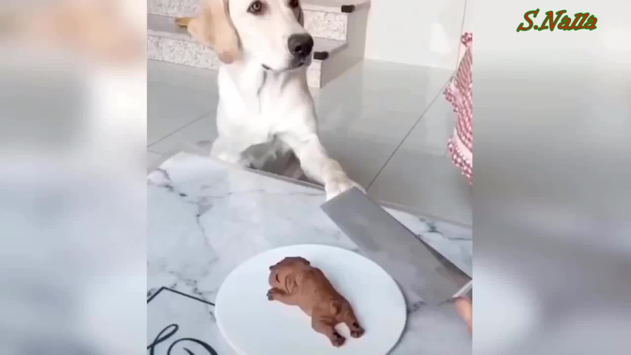 Dogs reaction to cutting cakes