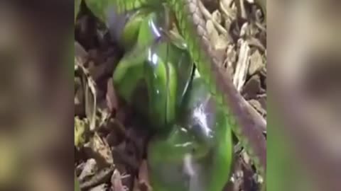 Green snack giving birth