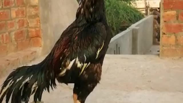 Beautiful rooster 🐓 by Kingdom of Awais