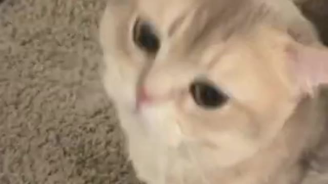 Cat video