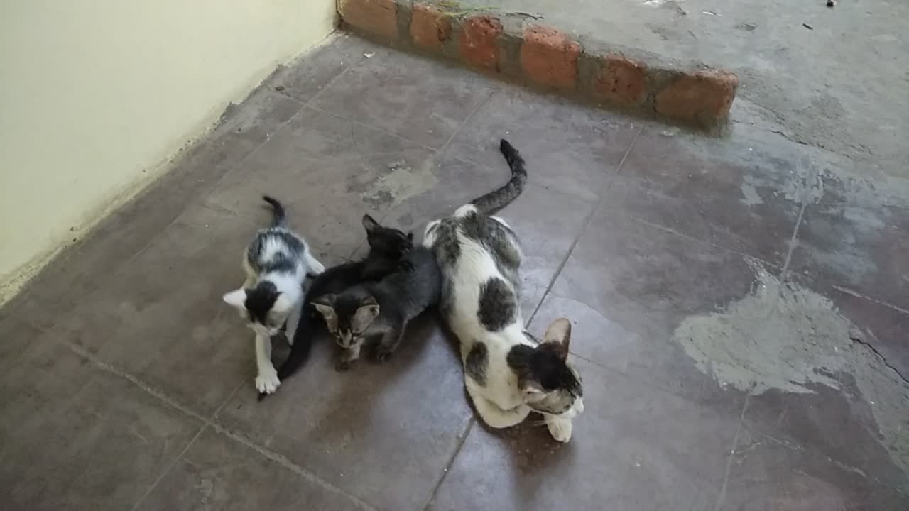 #little kittens playing with their mother |