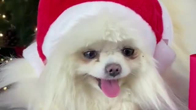 Aww Cute and Funny Dogs Videos 🐶 Christmas Dog #shorts 2022.