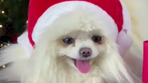 Aww Cute and Funny Dogs Videos 🐶 Christmas Dog #shorts 2022.